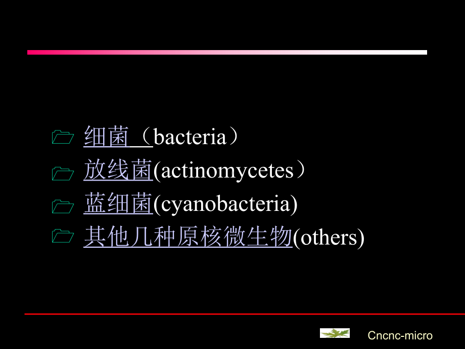 原核生物的形态构造和功能课件.pptx_第2页