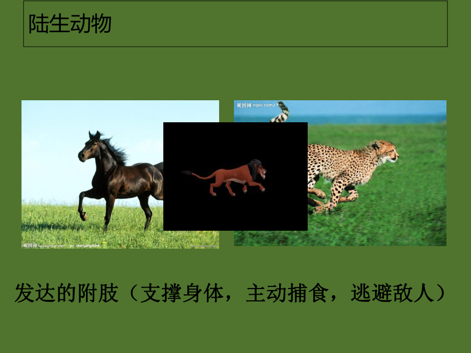 华东师大版初中科学七上艳丽多姿的生物课件.ppt_第2页