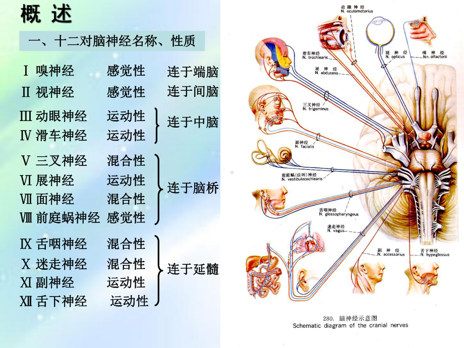 十二对脑神经-PPT课件.ppt_第2页