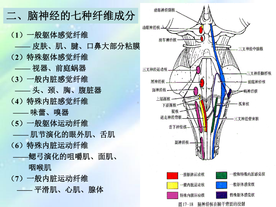 十二对脑神经-PPT课件.ppt_第3页