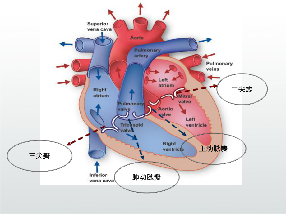 感染性心内膜炎治疗护理PPT课件.ppt_第3页