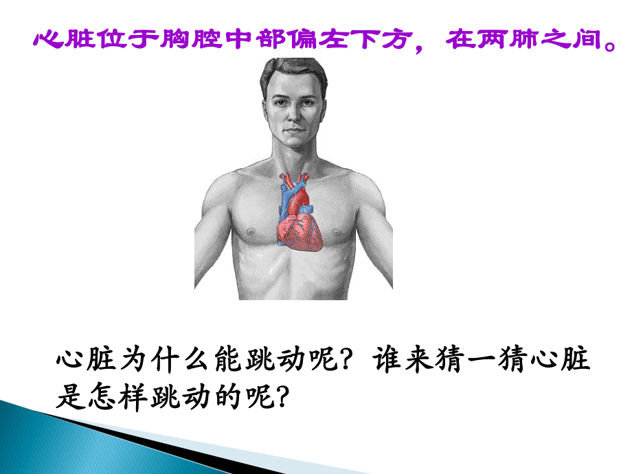 心脏和血液循环-(2)-优质课件PPT.ppt_第3页