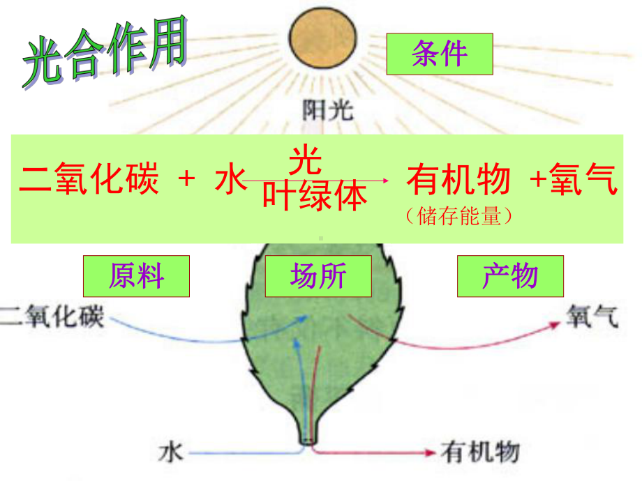 无复燃光合作用需要二氧化碳课件.ppt_第1页