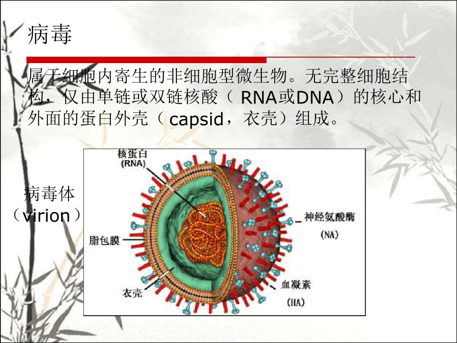 抗病毒药最新优质ppt课件.ppt_第2页