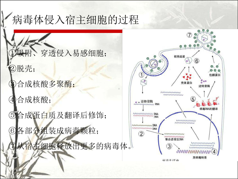 抗病毒药最新优质ppt课件.ppt_第3页