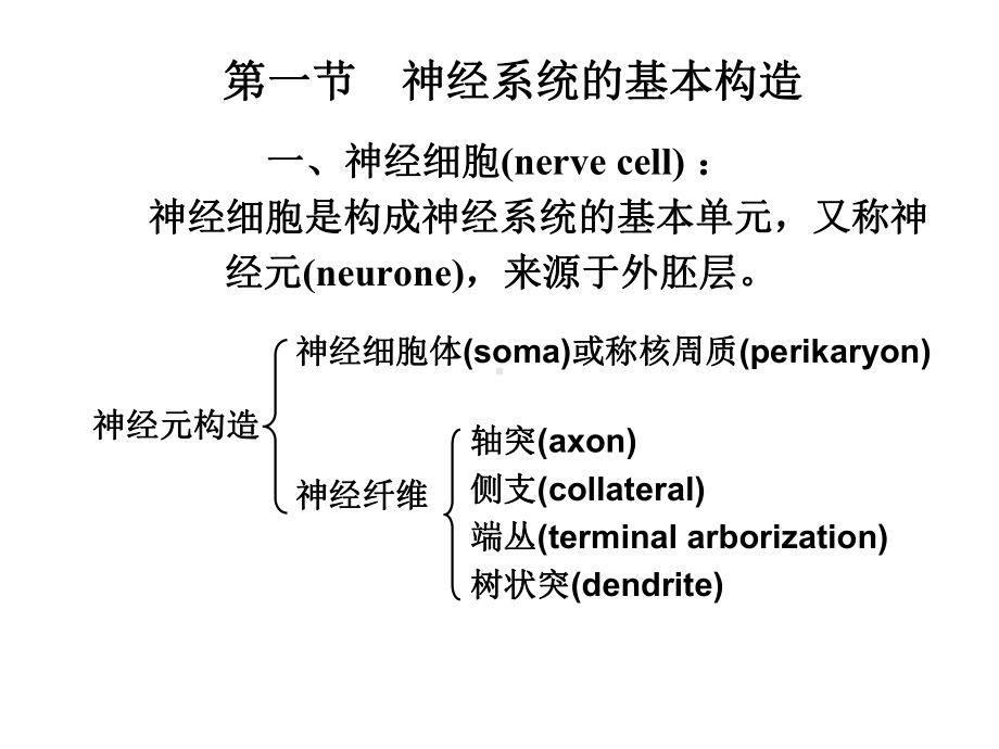 昆虫的神经系统课件.pptx_第1页