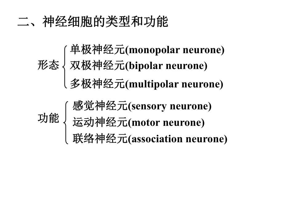 昆虫的神经系统课件.pptx_第2页