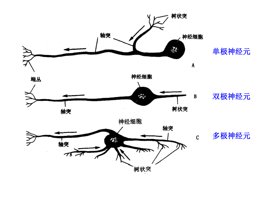 昆虫的神经系统课件.pptx_第3页