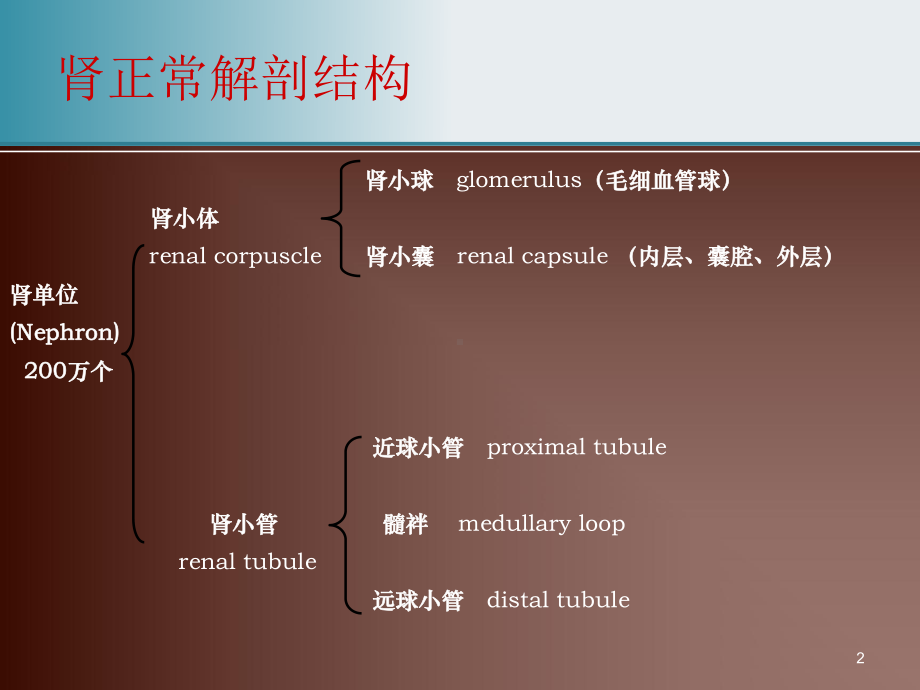 急性链球菌感染性肾小球肾炎课件.pptx_第2页