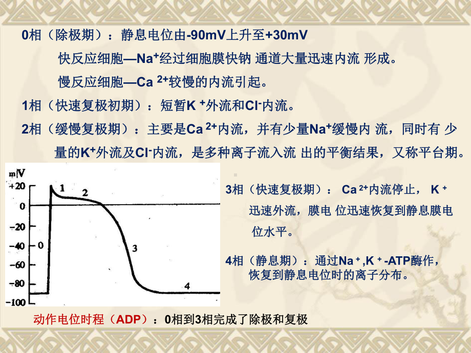 常用的抗心律失常药课件.pptx_第3页