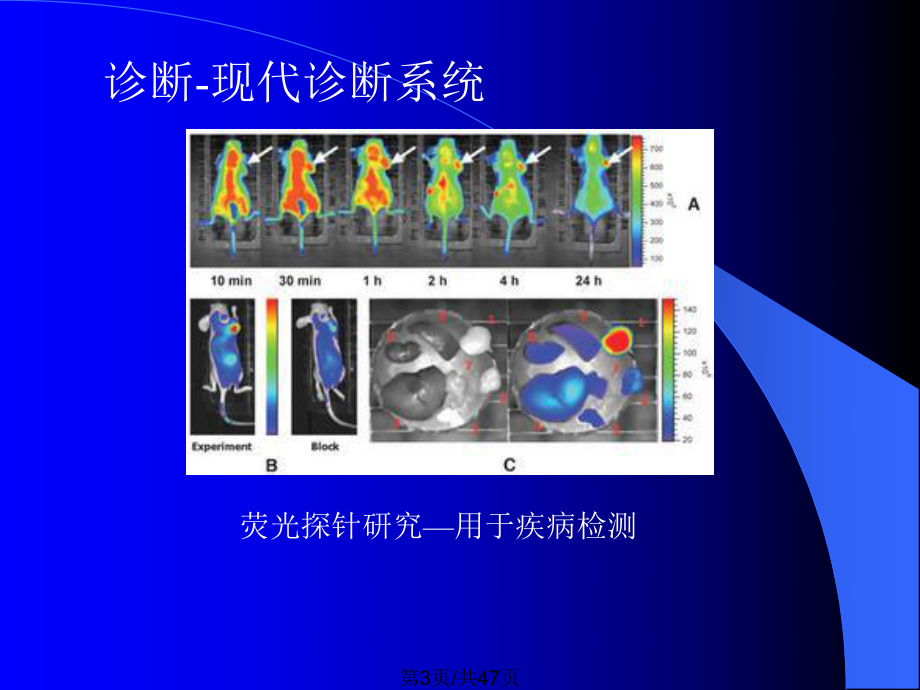 材料科学与工程分方向介绍生物材料课件.pptx_第3页