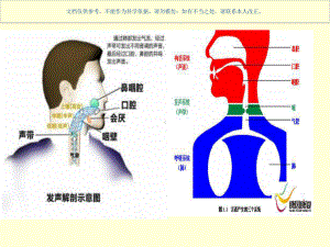 构音障碍和失语症的区别和联系课件.ppt