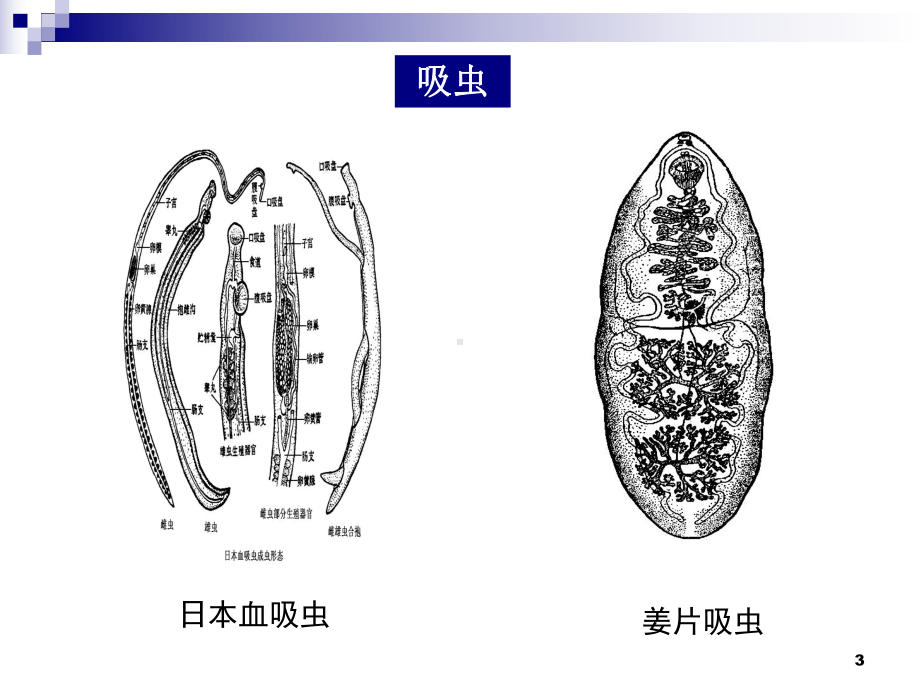 抗寄生虫药物(精选PPT)课件.ppt_第3页