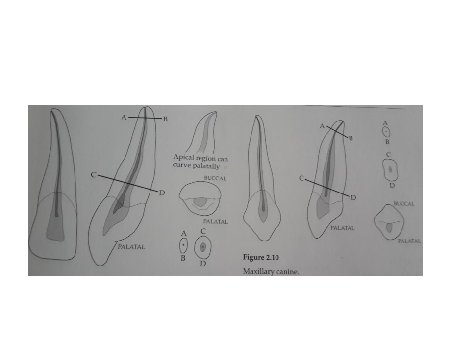 口腔学英文课件：Endodontics.pptx_第3页