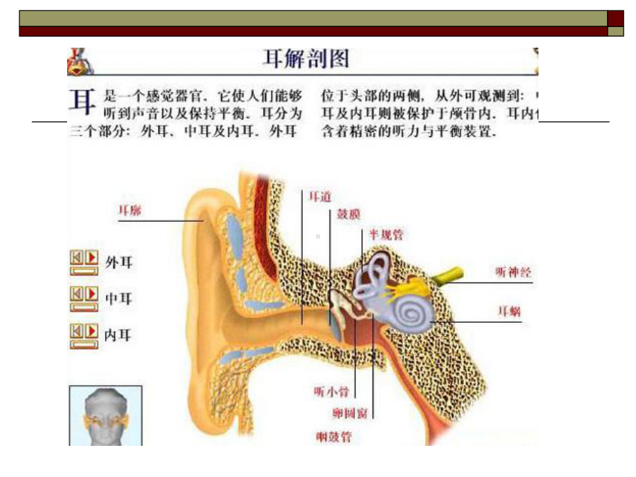 听障儿童的听力和言语障碍专题培训课件.ppt_第3页