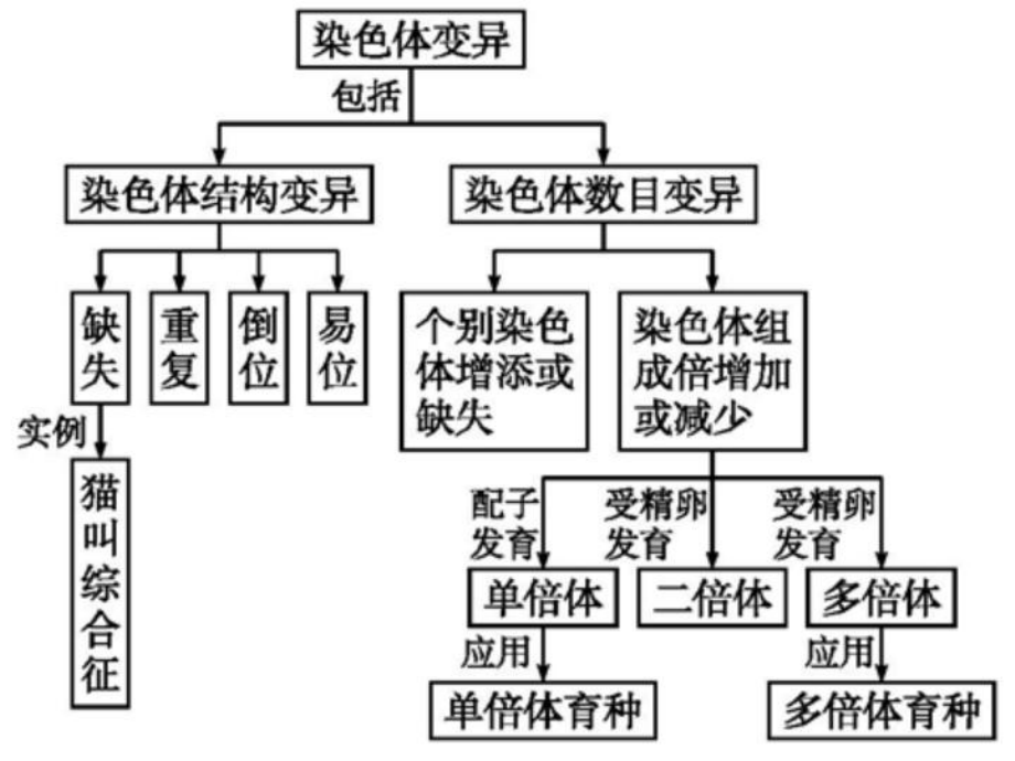 一轮复习染色体变异与育种解析PPT教学课件.ppt_第2页