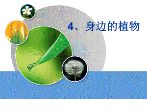 一年级科学身边的植物教学课件.pptx