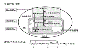 光合作用速率-ppt课件.ppt