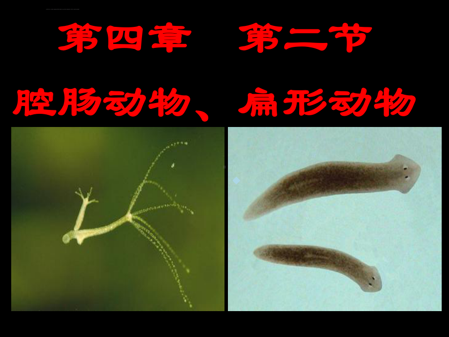 冀教版七年级生物上册第四章第二节腔肠动物和扁形动物公开课课件.ppt_第1页