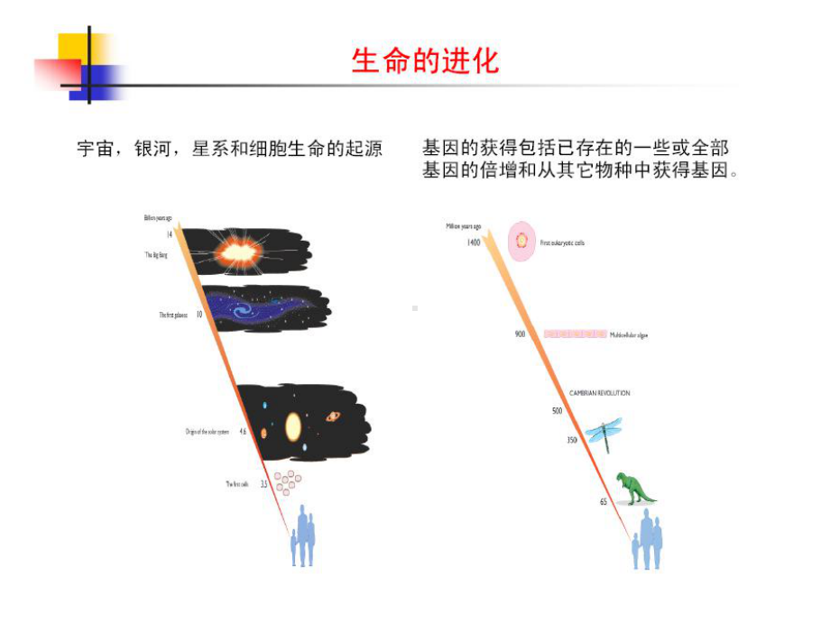 《ma分子进化基础》PPT课件.ppt_第2页