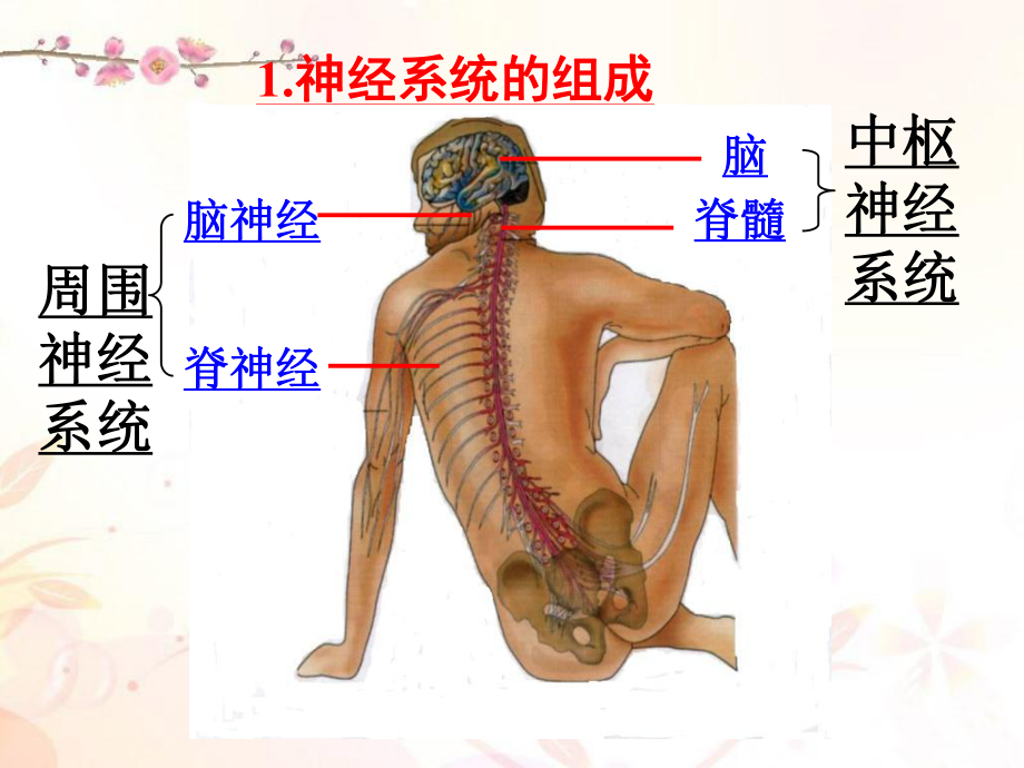 2.1《通过神经系统的调节》公开课-高中生物人教版必修三必修3人民教育出版社PPT课件普通高中.ppt_第2页