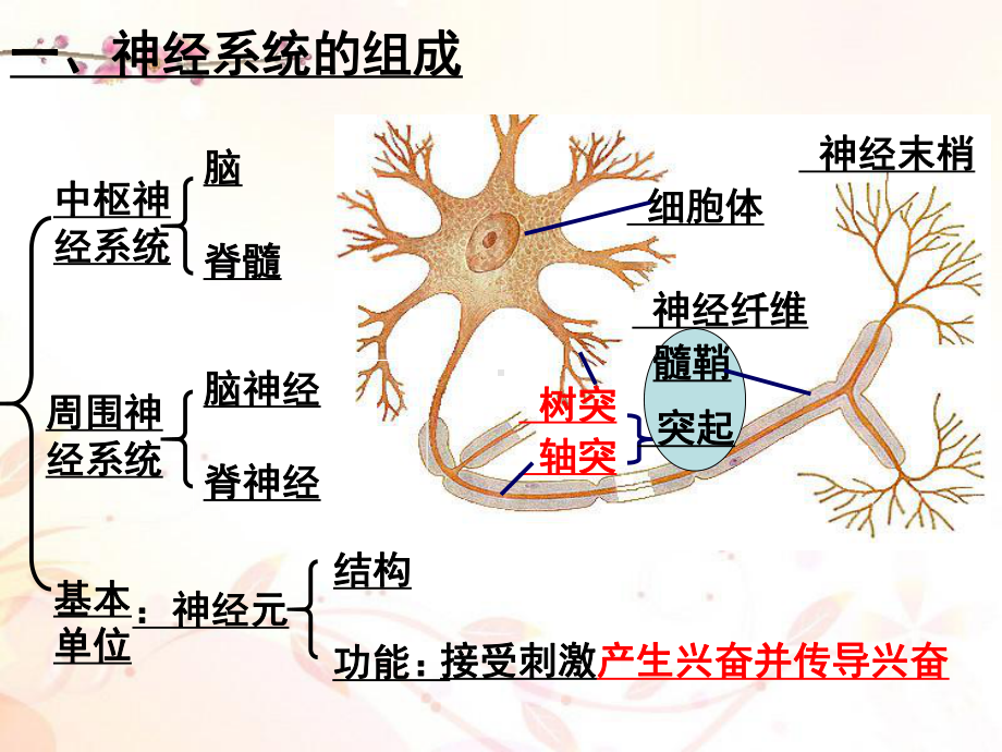 2.1《通过神经系统的调节》公开课-高中生物人教版必修三必修3人民教育出版社PPT课件普通高中.ppt_第3页