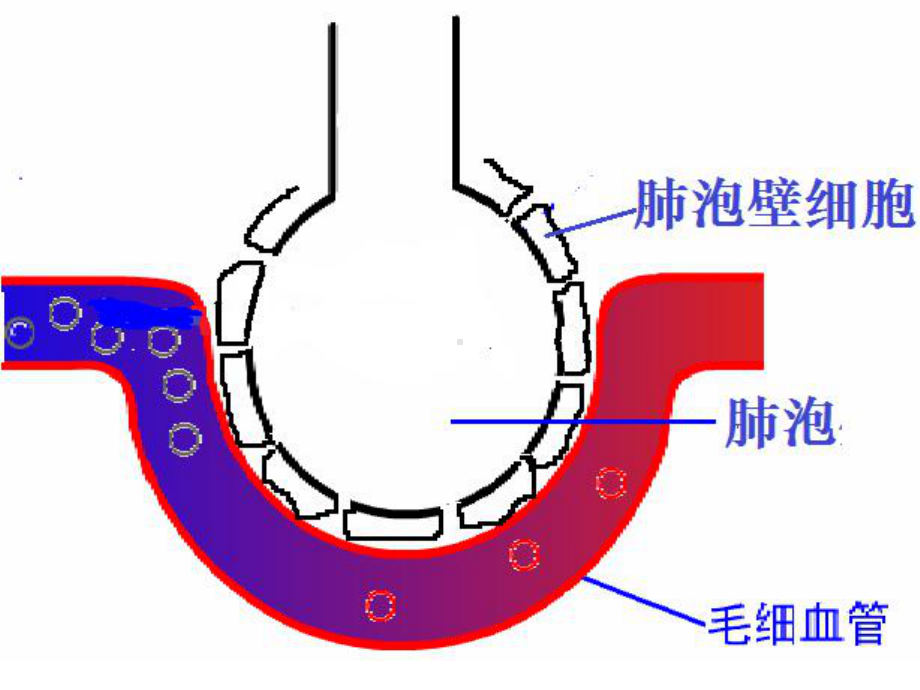 人教版高中生物必修一课件：4.3物质跨膜运输的方式-(共21张PPT).ppt_第2页