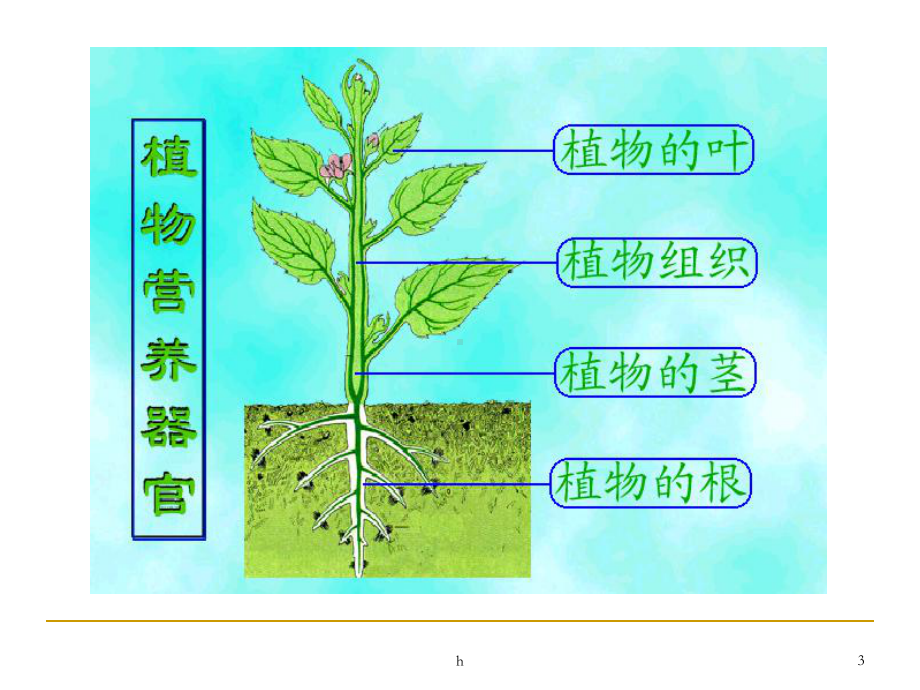 《种子和幼苗》PPT课件-(2).ppt_第3页