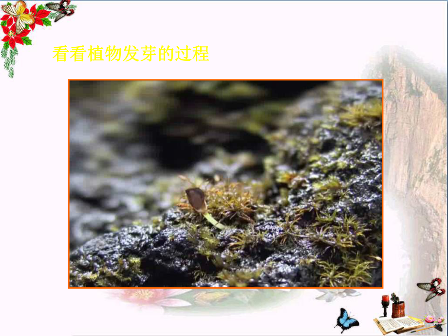 六年级美术上册我种的植物3苏少版PPT课件.ppt_第2页