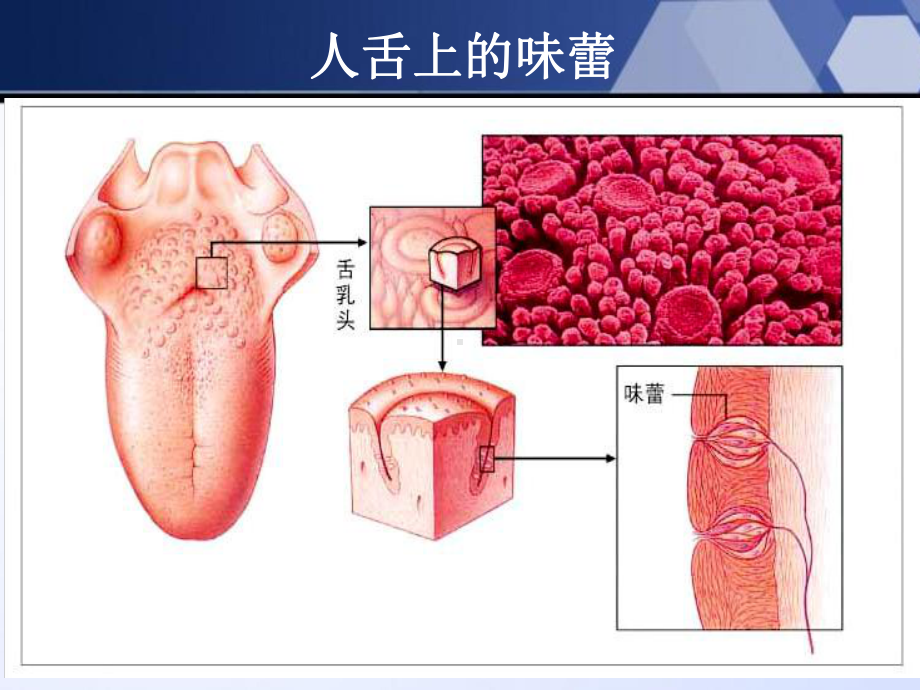 《味觉与嗅觉》课件1.ppt_第3页