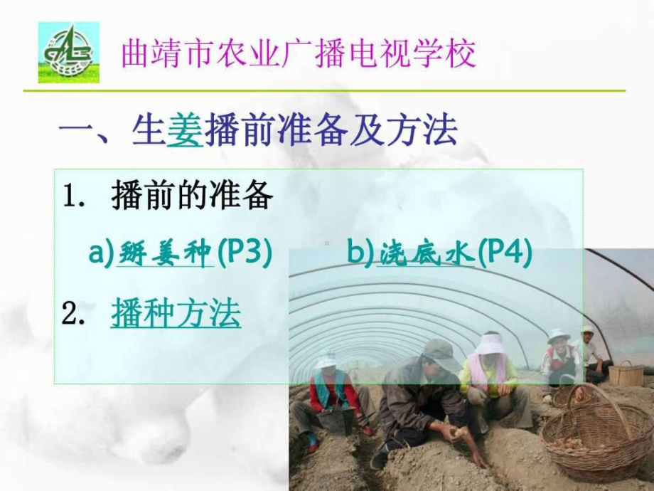 《生姜栽培技术》PPT课件.ppt_第2页