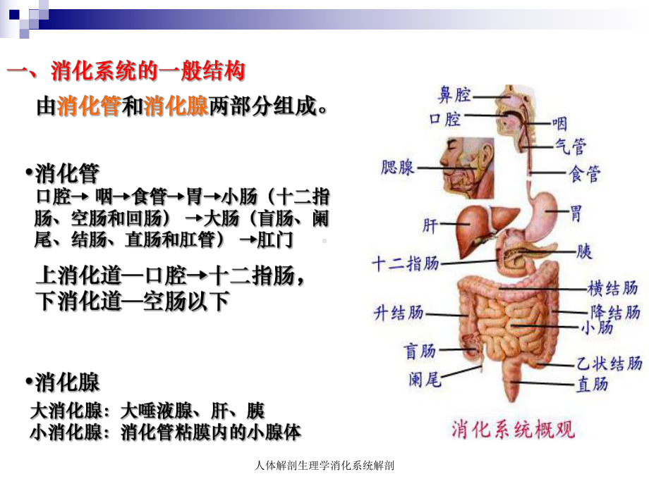 人体解剖生理学消化系统解剖-ppt课件.ppt_第2页