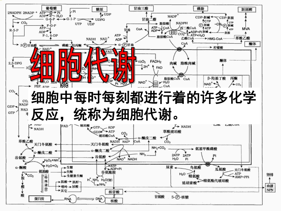 51降低化学反应活化能PPT课件.ppt_第3页