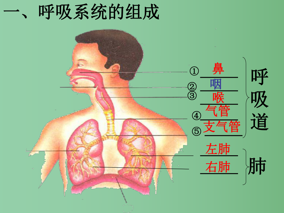 七年级生物下册431人体的呼吸课件新版新人教版ppt