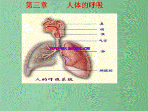 七年级生物下册-4.3.1-人体的呼吸课件-(新版)新人教版.ppt