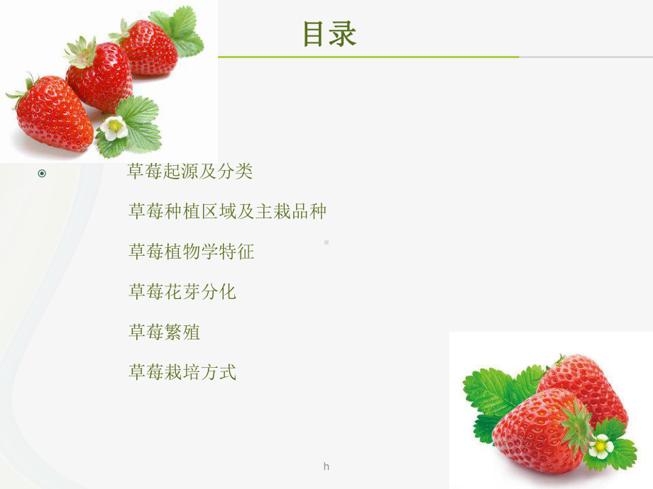 《草莓概述》PPT课件.ppt_第2页