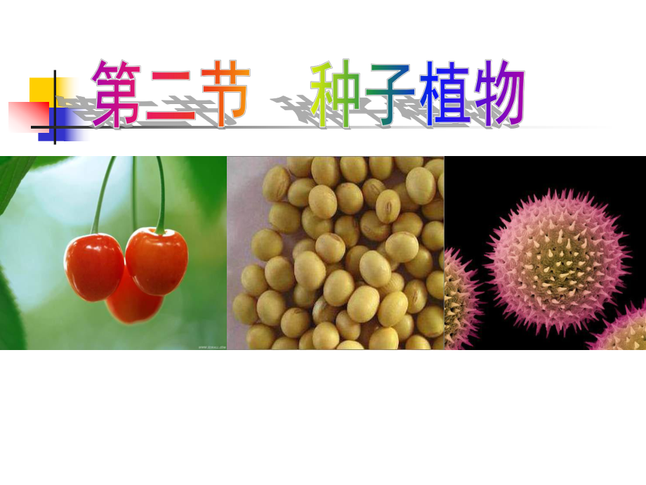 人教版七年级生物上册课件：3.1.2种子植物(第二课时).ppt_第1页