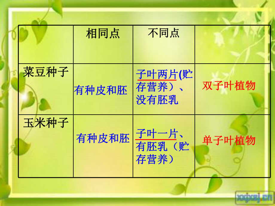 人教版七年级生物上册课件：3.1.2种子植物(第二课时).ppt_第2页