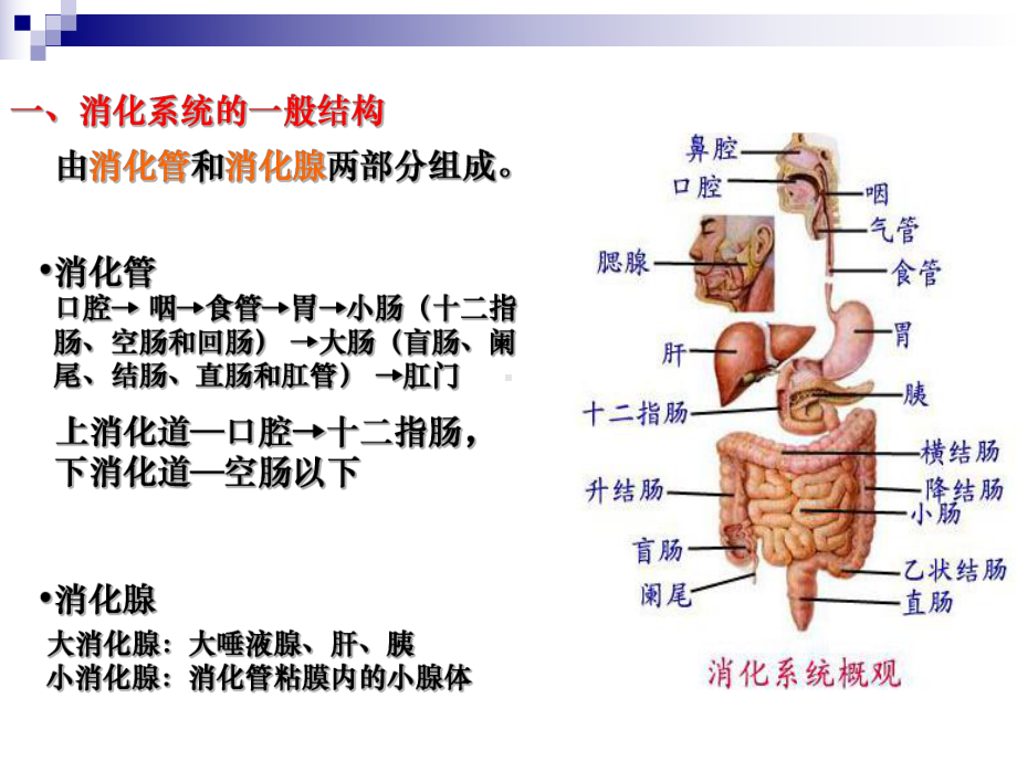 人体解剖生理学消化系统(解剖)PPT课件.ppt_第2页