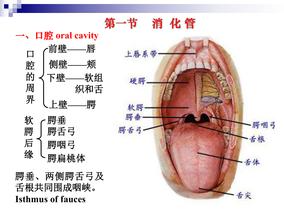 人体解剖生理学消化系统(解剖)PPT课件.ppt_第3页