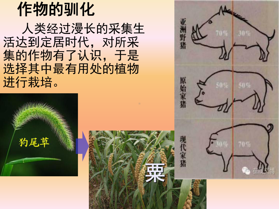 公开课-《杂交育种与诱变育种》-完整PPT课件.ppt_第2页