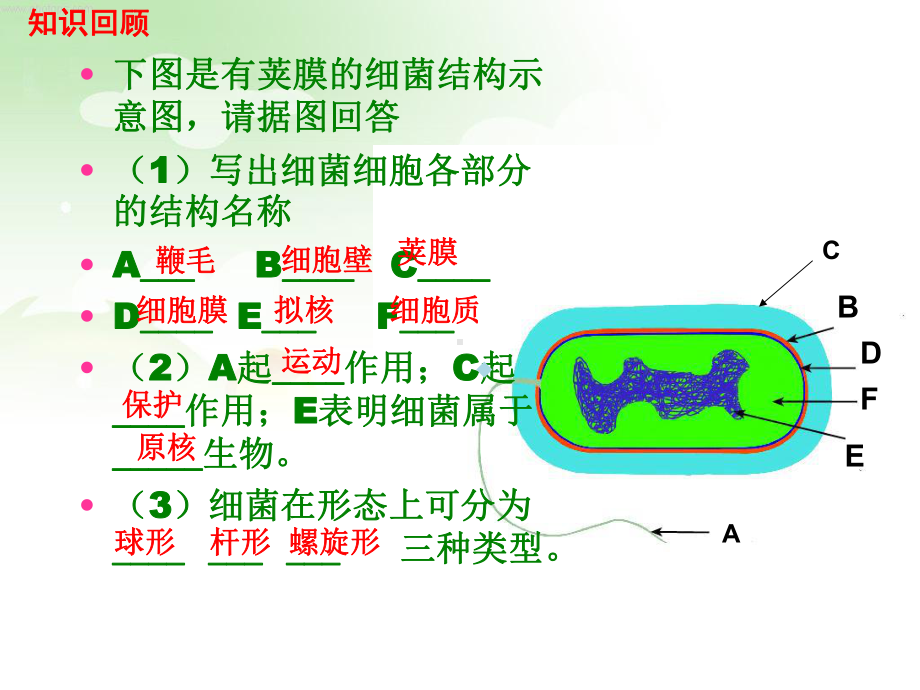 冀少版生物八年级上册第五单元第一章酵母菌和霉菌ppt课件.ppt_第1页