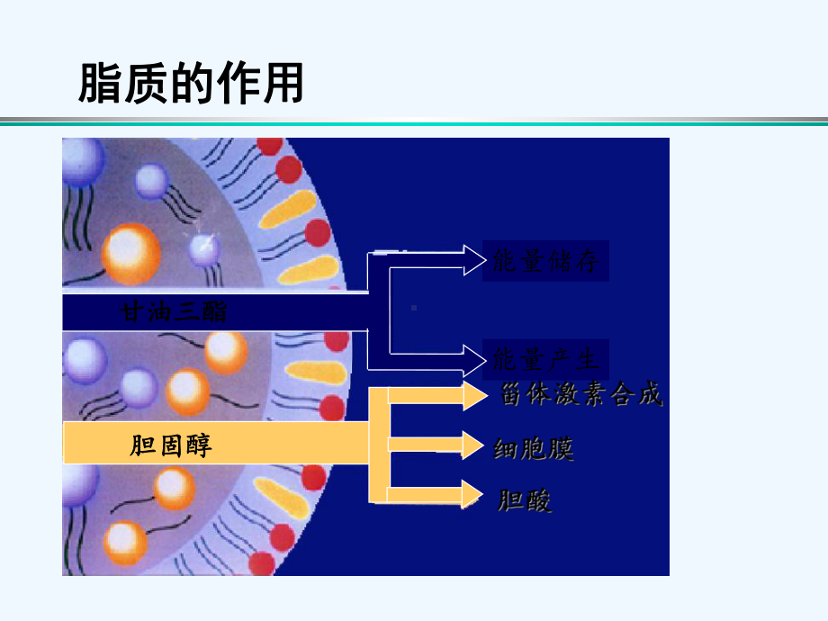 《血脂》ppt课件[可修改版ppt].ppt_第2页