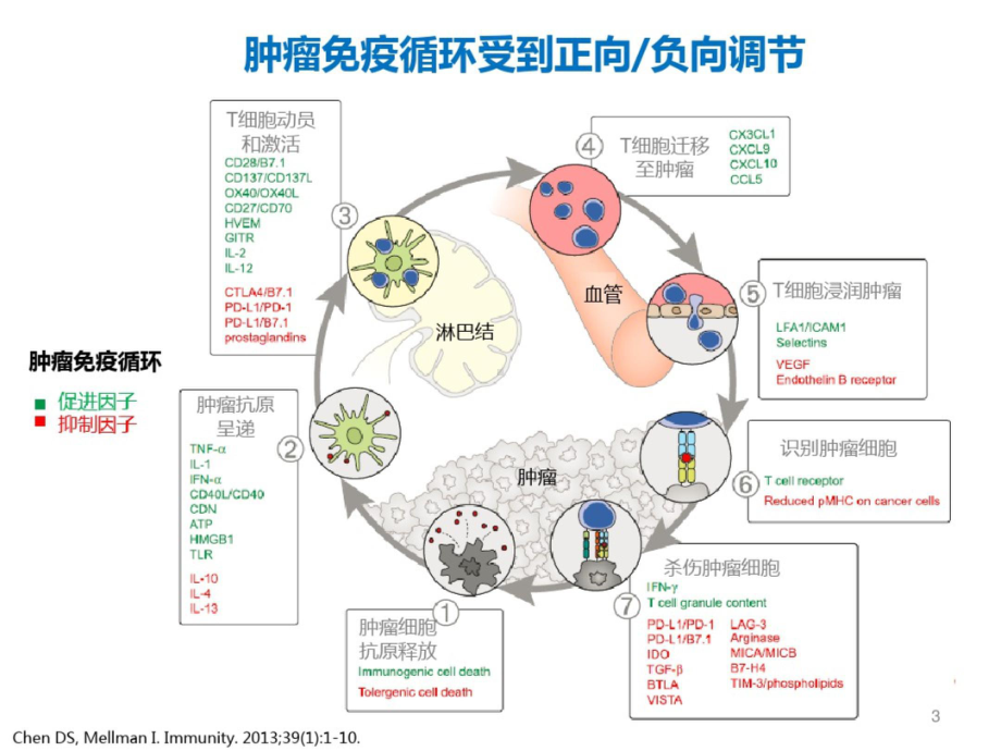 免疫治疗PPT课件.ppt_第3页