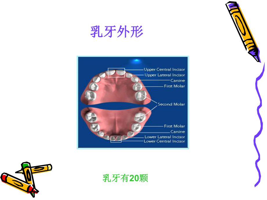 乳牙外形课件何07-1教材.ppt_第2页