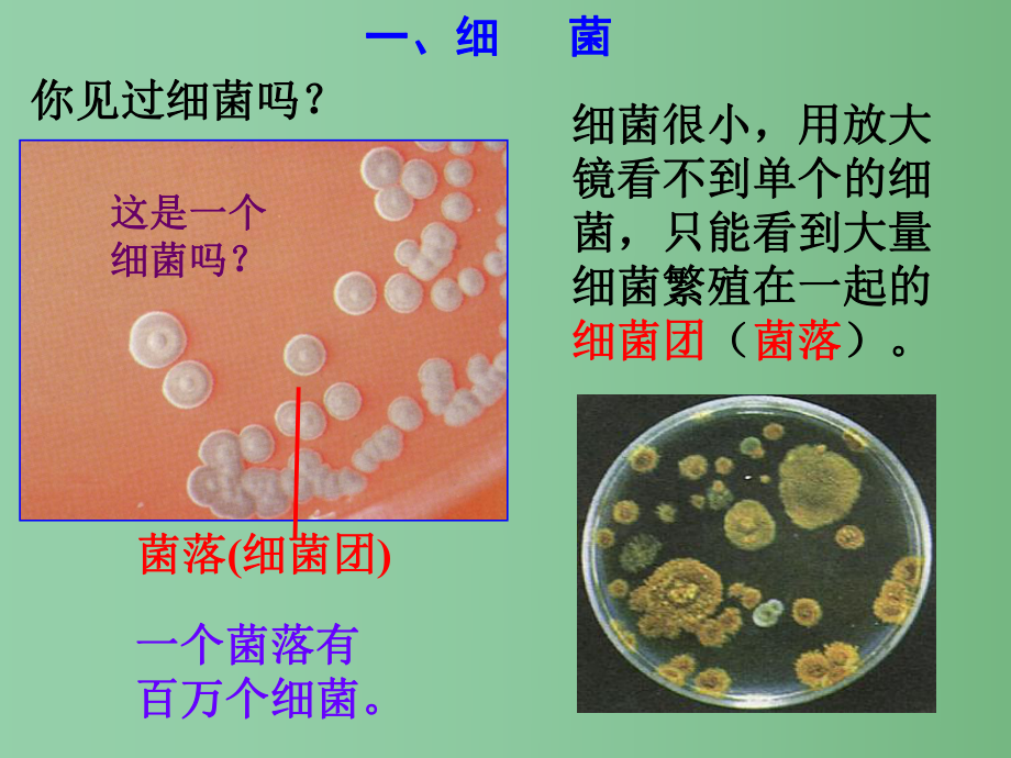 七年级科学下册-1.6-细菌和真菌的繁殖(第1课时)课件-浙教版.ppt_第3页