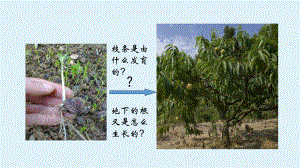 七年级上册生物-第三单元第二章第二节《植株的生长》（课件）.ppt