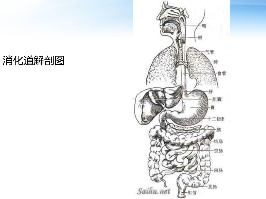 （新整理）消化道穿孔患者的护理ppt课件.ppt_第3页