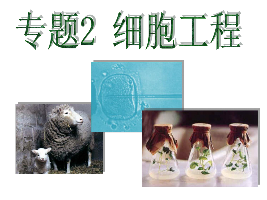 人教版高中生物选修三2.1.1《植物细胞工程的基本技术》课件(共27张PPT).ppt_第1页