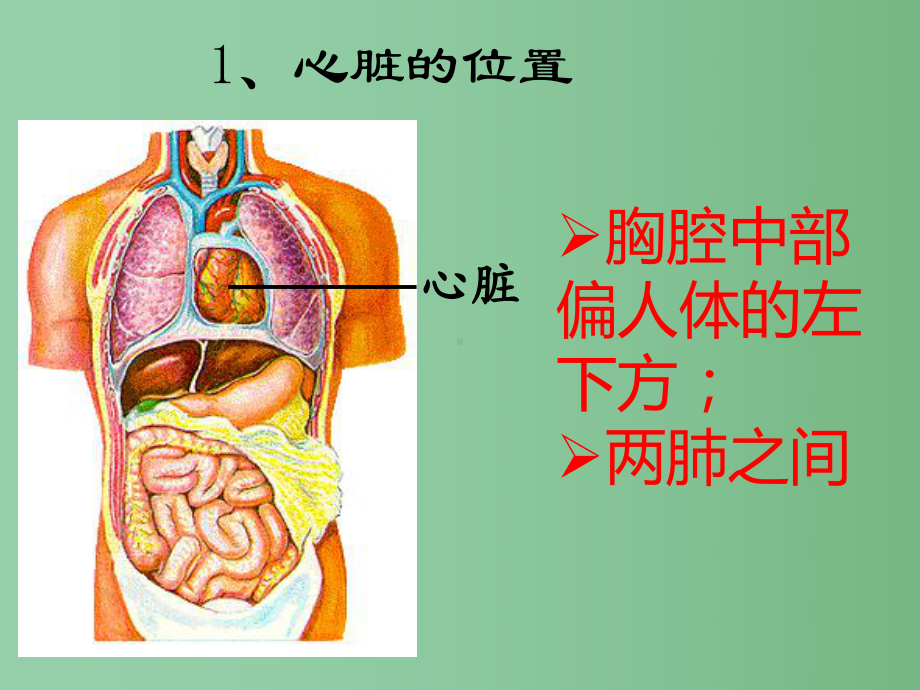 七年级生物下册-第五章-第二节人体内的物质运输-血液循环课件-北京课改版.ppt_第2页